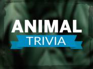 Animal Trivia