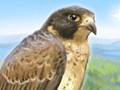 brave falcon