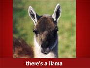 Lama song