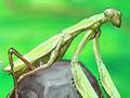 smart mantis